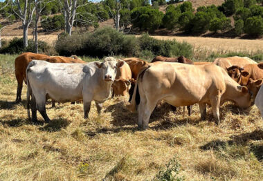 Castilla y León impulsa el relevo generacional en el campo con 5 millones de euros en ayudas para la sucesión de explotaciones agrarias 